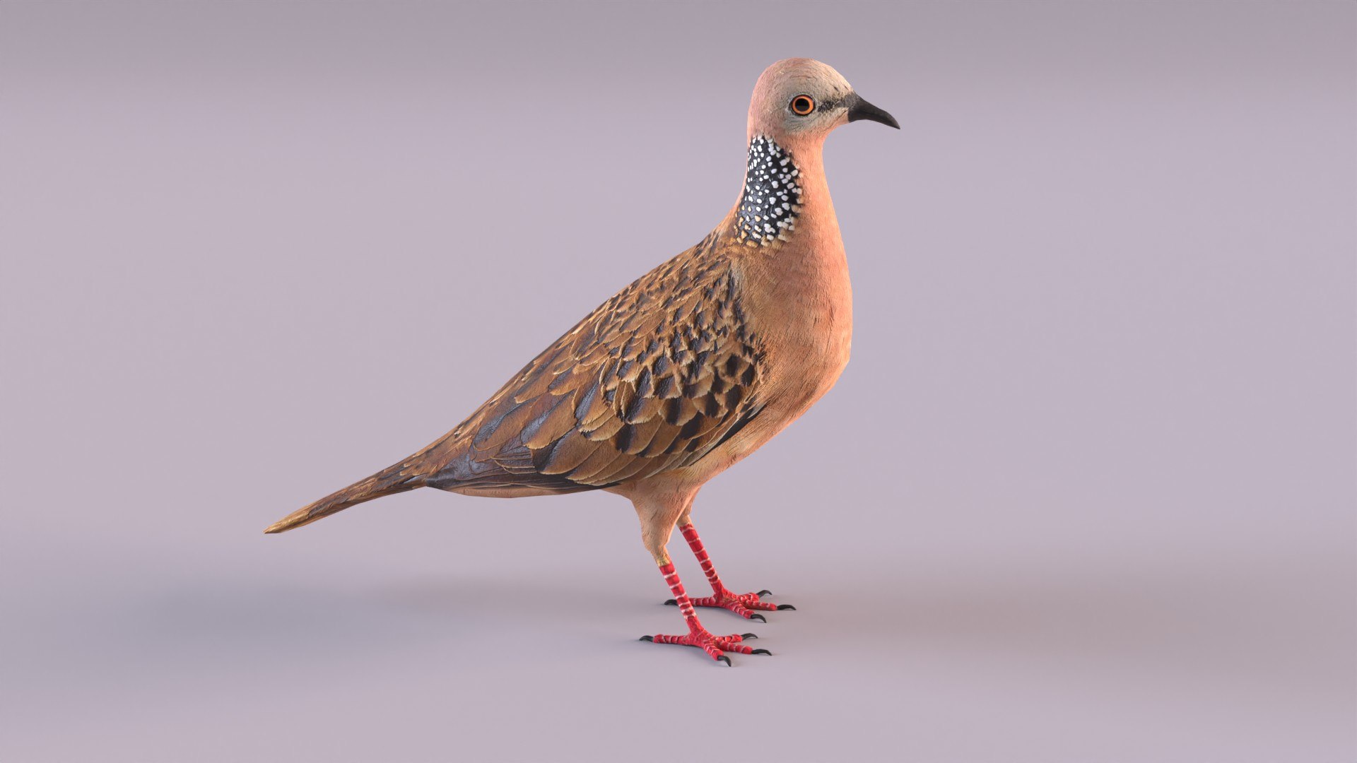 spotted dove model https://p.turbosquid.com/ts-thumb/tf/zC5j6Q/aH/spotteddove_0003/jpg/1649185597/1920x1080/fit_q87/8e718724014e7e059b43606b61eb7ded97a6641a/spotteddove_0003.jpg