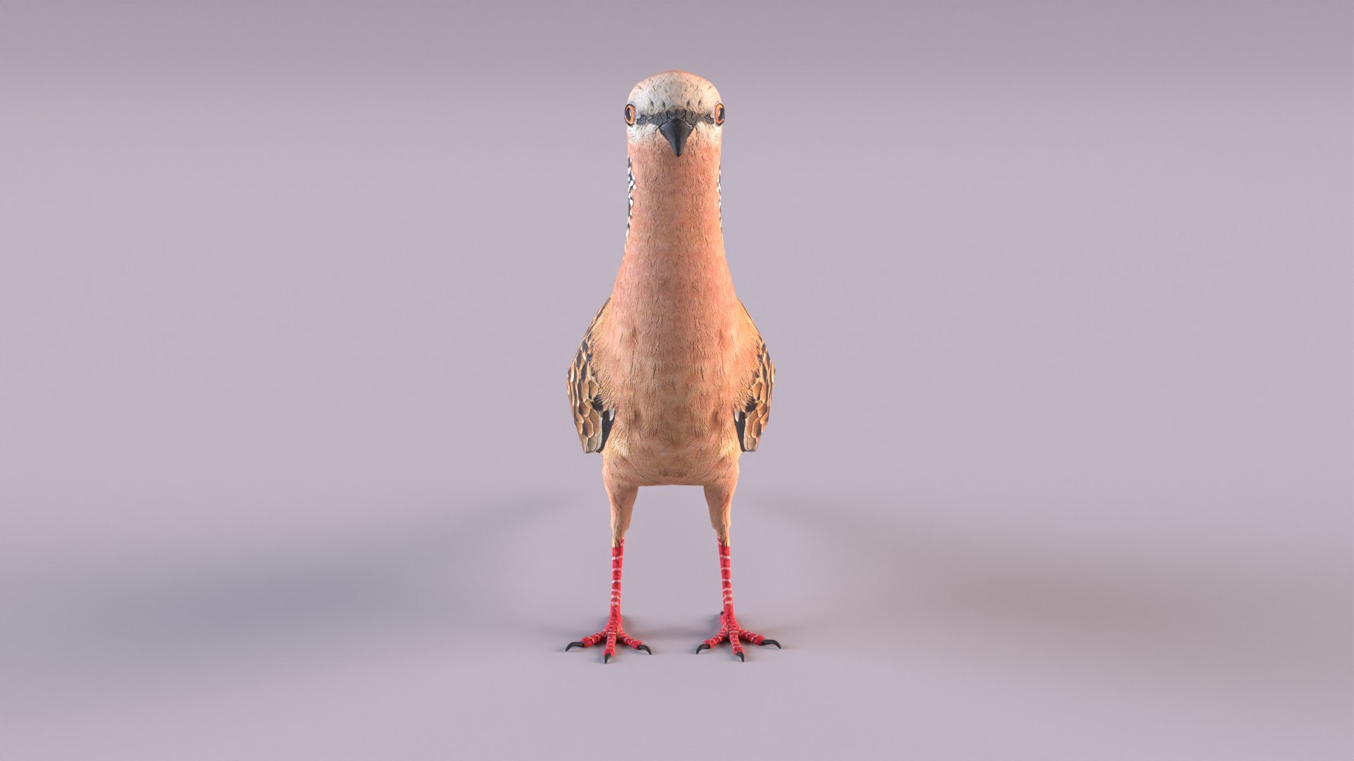 spotted dove model https://p.turbosquid.com/ts-thumb/tf/zC5j6Q/fK/spotteddove_0010/jpg/1649185596/1920x1080/fit_q87/f9413042e39c2cc8fb7b1c3968435d707ade3245/spotteddove_0010.jpg