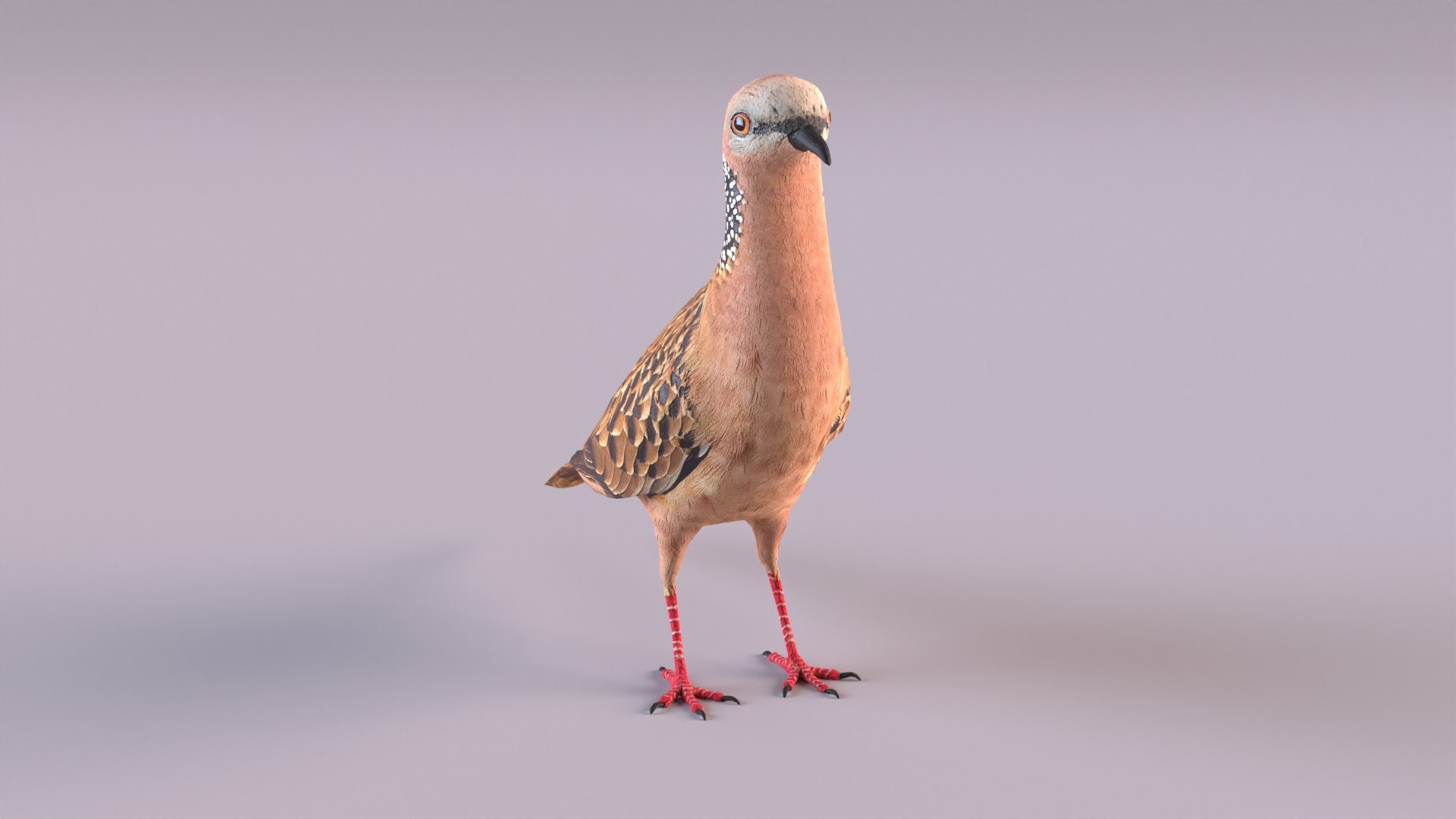 spotted dove model https://p.turbosquid.com/ts-thumb/tf/zC5j6Q/iW/spotteddove_0011/jpg/1649185596/1920x1080/fit_q87/c2ab0de5a3bc23af62e845f843c311a07ae1c3f3/spotteddove_0011.jpg