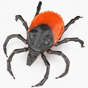 Tick Rigged for Cinema 4D 3D