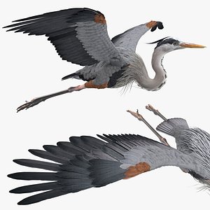 3D Flying Heron model