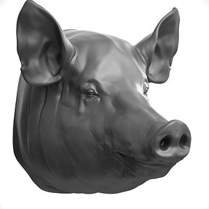 3D模型猪逼真的头部