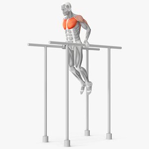 Male Muscular System Chest Dip Animated Rigged for Cinema 4D