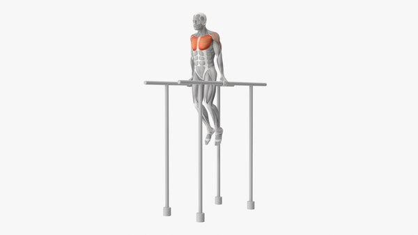 YUYTE Menschliches Muskelmodell – 30 Cm, Aus Harz, Zeigt Oberflächenmuskeln | Für Anatomieunterricht, Fitness, Ausbildung