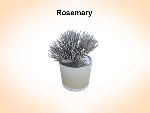 Rosemaryn