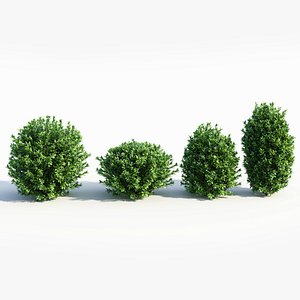 3D Ligustrum vulgare c