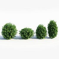 Ligustrum vulgare c