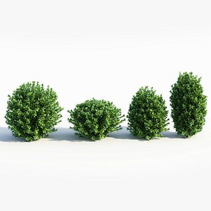 Ligustrum vulgare c