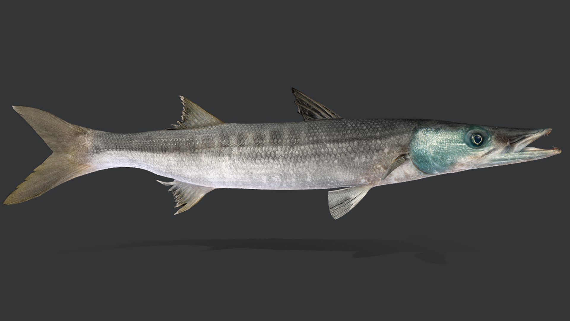 Ocean Fish Collection Animated 3D model https://p.turbosquid.com/ts-thumb/tg/WAOpC0/0b/barracuda10/png/1790590916/1920x1080/fit_q87/2ff26685a816e25dbdb13ff79517c6d0d5cf4446/barracuda10.jpg