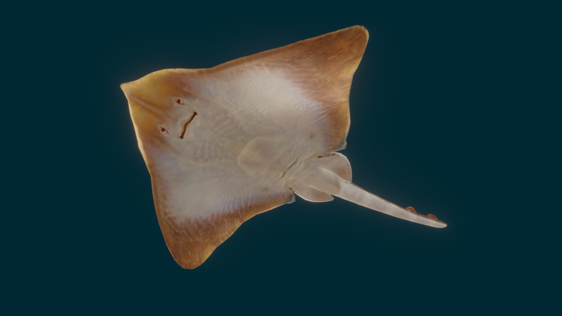 Ocean Fish Collection Animated 3D model https://p.turbosquid.com/ts-thumb/tg/WAOpC0/2p/ray7/png/1790590912/1920x1080/fit_q87/ebedddc8fa9a004cd29b9418dd5901027e504875/ray7.jpg
