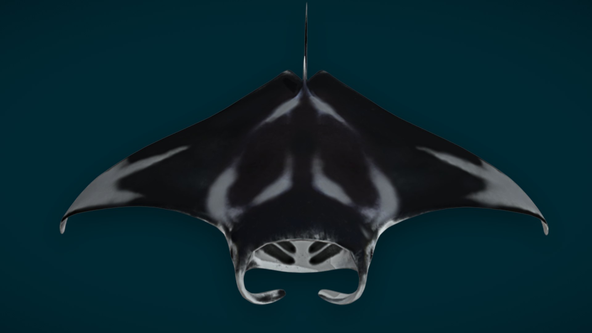 Ocean Fish Collection Animated 3D model https://p.turbosquid.com/ts-thumb/tg/WAOpC0/49/manta2/png/1790590903/1920x1080/fit_q87/95eb2d45c1187d508c0e581195e6791385328aec/manta2.jpg