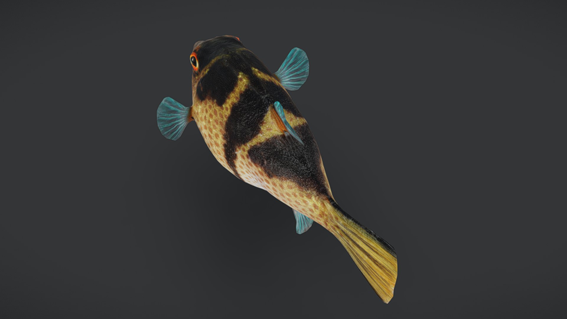 Ocean Fish Collection Animated 3D model https://p.turbosquid.com/ts-thumb/tg/WAOpC0/5d/puffer4/png/1790590924/1920x1080/fit_q87/f4cced6f04db779029387ae4175abf3aefa9feaf/puffer4.jpg