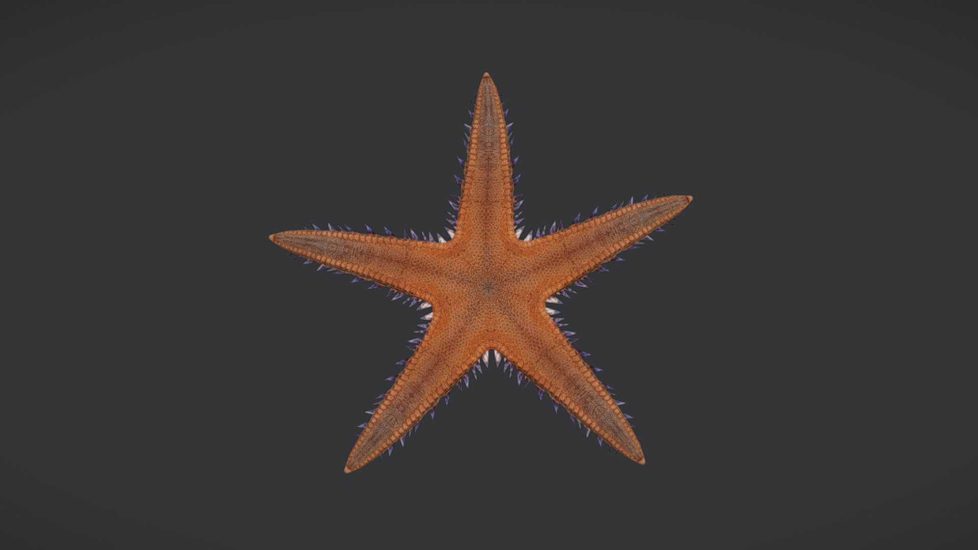 Ocean Fish Collection Animated 3D model https://p.turbosquid.com/ts-thumb/tg/WAOpC0/5i/seastar1/png/1790590917/1920x1080/fit_q87/de795e9d14aea28170a28cd87120e9bcc727a7bb/seastar1.jpg