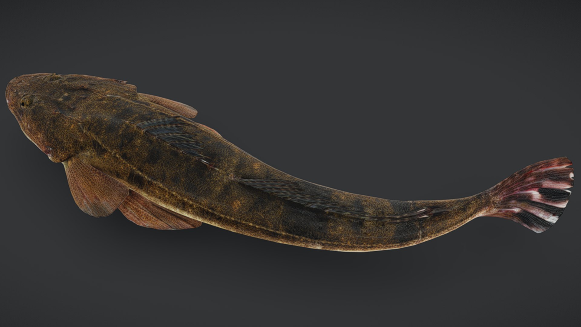 Ocean Fish Collection Animated 3D model https://p.turbosquid.com/ts-thumb/tg/WAOpC0/6R/flatheadfish11/png/1790591294/1920x1080/fit_q87/f61a00f32c3a5133b0226ea6e6501713118de34c/flatheadfish11.jpg