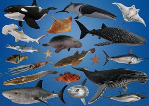 Ocean Fish Collection Animated