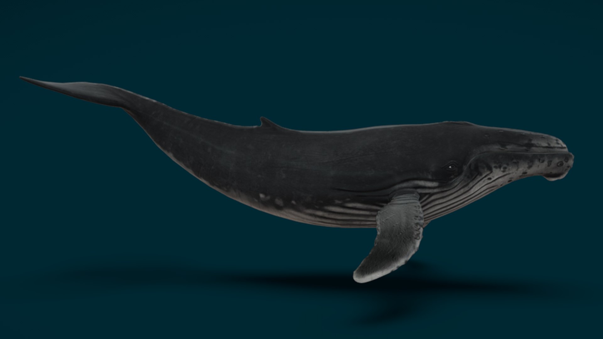 Ocean Fish Collection Animated 3D model https://p.turbosquid.com/ts-thumb/tg/WAOpC0/8e/humpbackwhale2/png/1790590907/1920x1080/fit_q87/e3b1c1273c7c2be1bad252de51718aca7932832a/humpbackwhale2.jpg