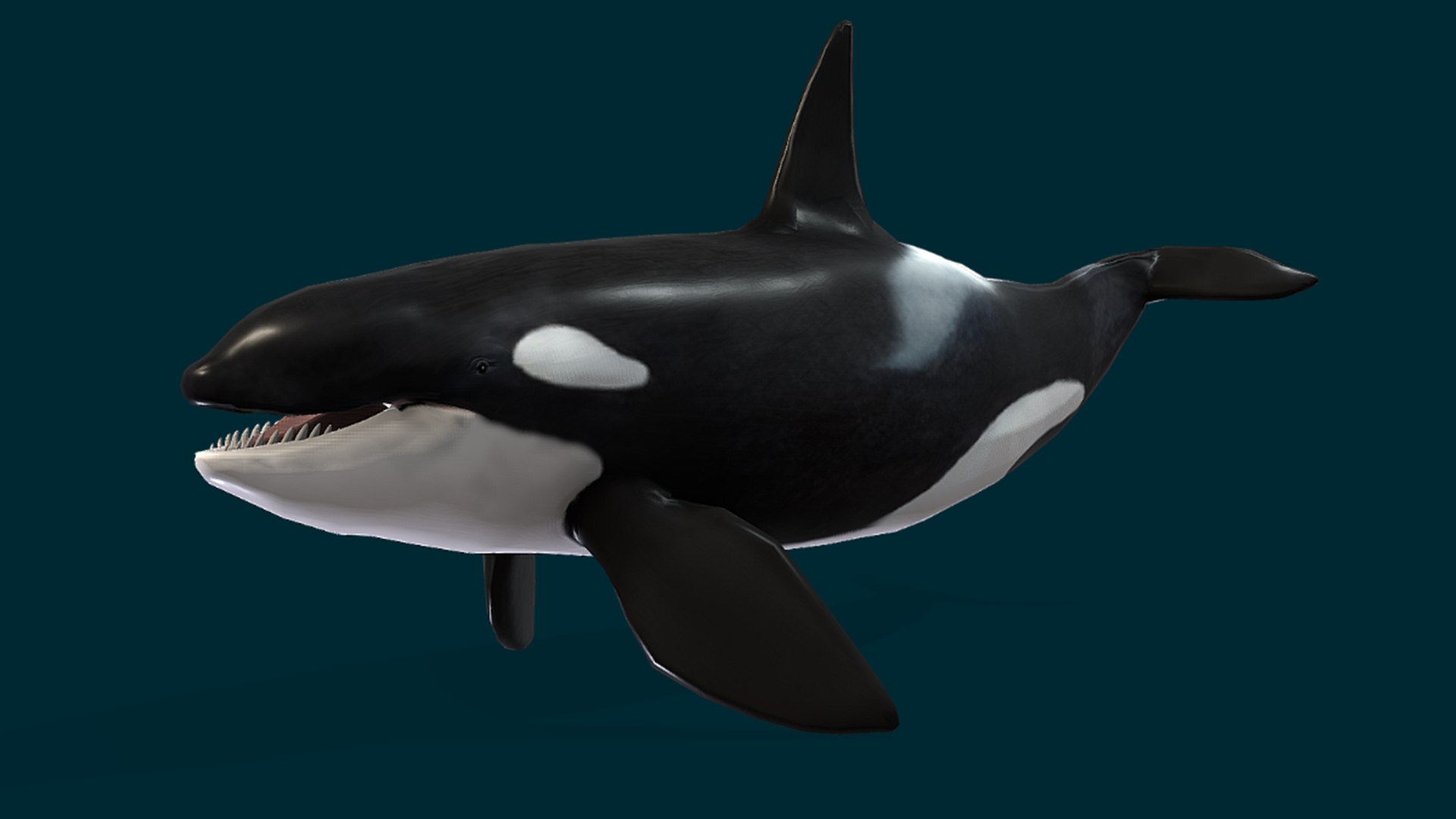 Ocean Fish Collection Animated 3D model https://p.turbosquid.com/ts-thumb/tg/WAOpC0/9l/killerwhale1/png/1790590906/1920x1080/fit_q87/069eafaf82f2e8a66cda48e9329568a807c13344/killerwhale1.jpg