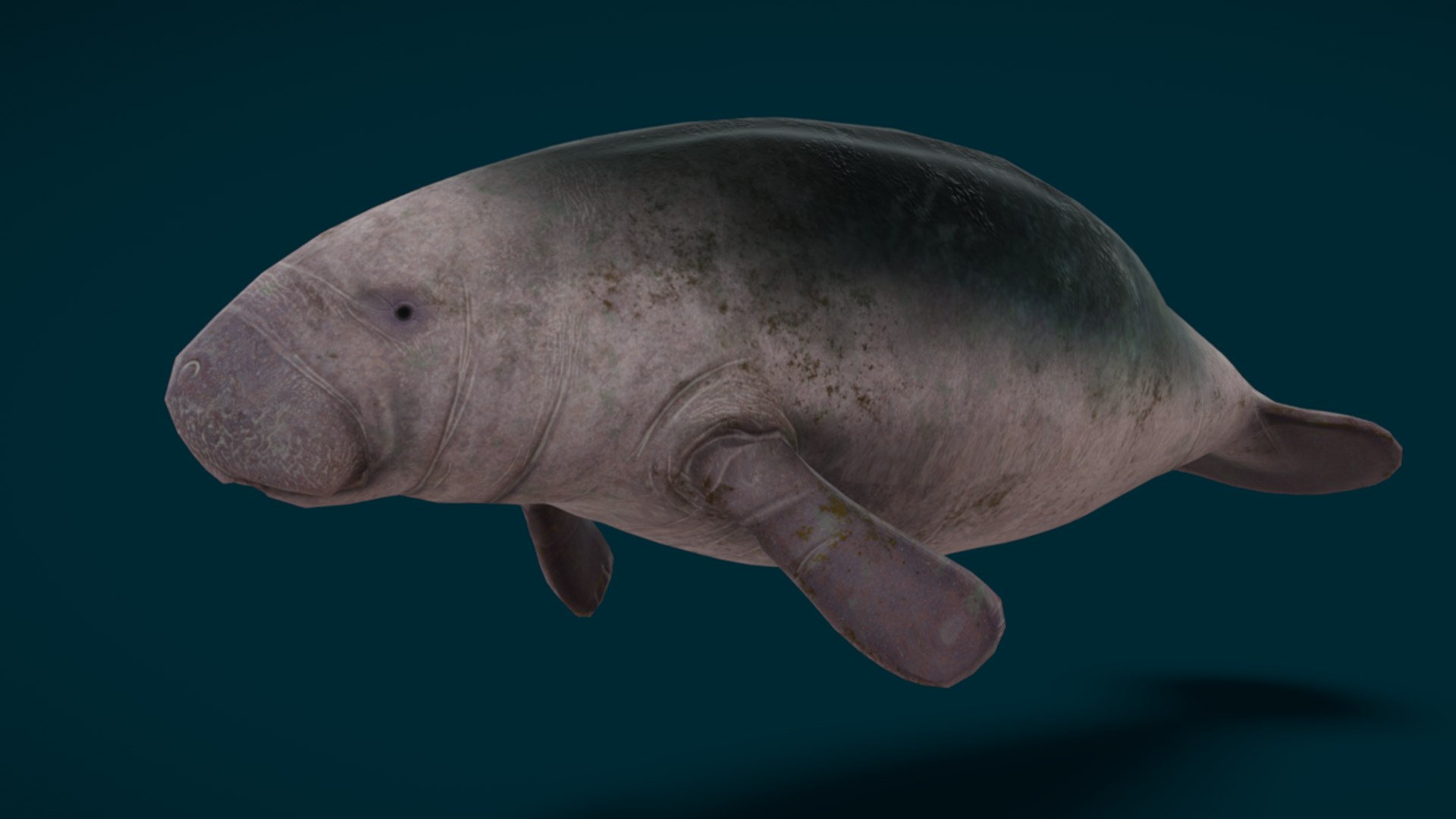 Ocean Fish Collection Animated 3D model https://p.turbosquid.com/ts-thumb/tg/WAOpC0/AB/manatee2/png/1790590904/1920x1080/fit_q87/3d408f87c5edc2c24382dab773beced4322ef403/manatee2.jpg