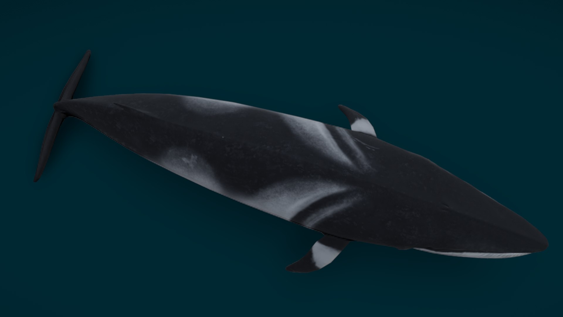 Ocean Fish Collection Animated 3D model https://p.turbosquid.com/ts-thumb/tg/WAOpC0/B0/minkewhale/png/1790590902/1920x1080/fit_q87/0c4d7953fea63f982eb47d1437d314423e2b7c73/minkewhale.jpg