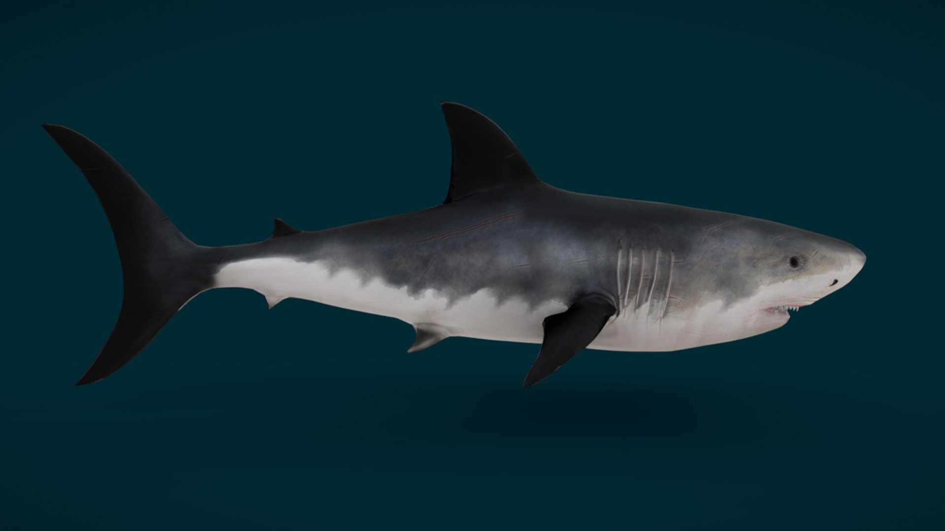 Ocean Fish Collection Animated 3D model https://p.turbosquid.com/ts-thumb/tg/WAOpC0/Ce/shark1/png/1790590900/1920x1080/fit_q87/96b30e2fd8de22a2d09fd443e652e8b8af0075e9/shark1.jpg