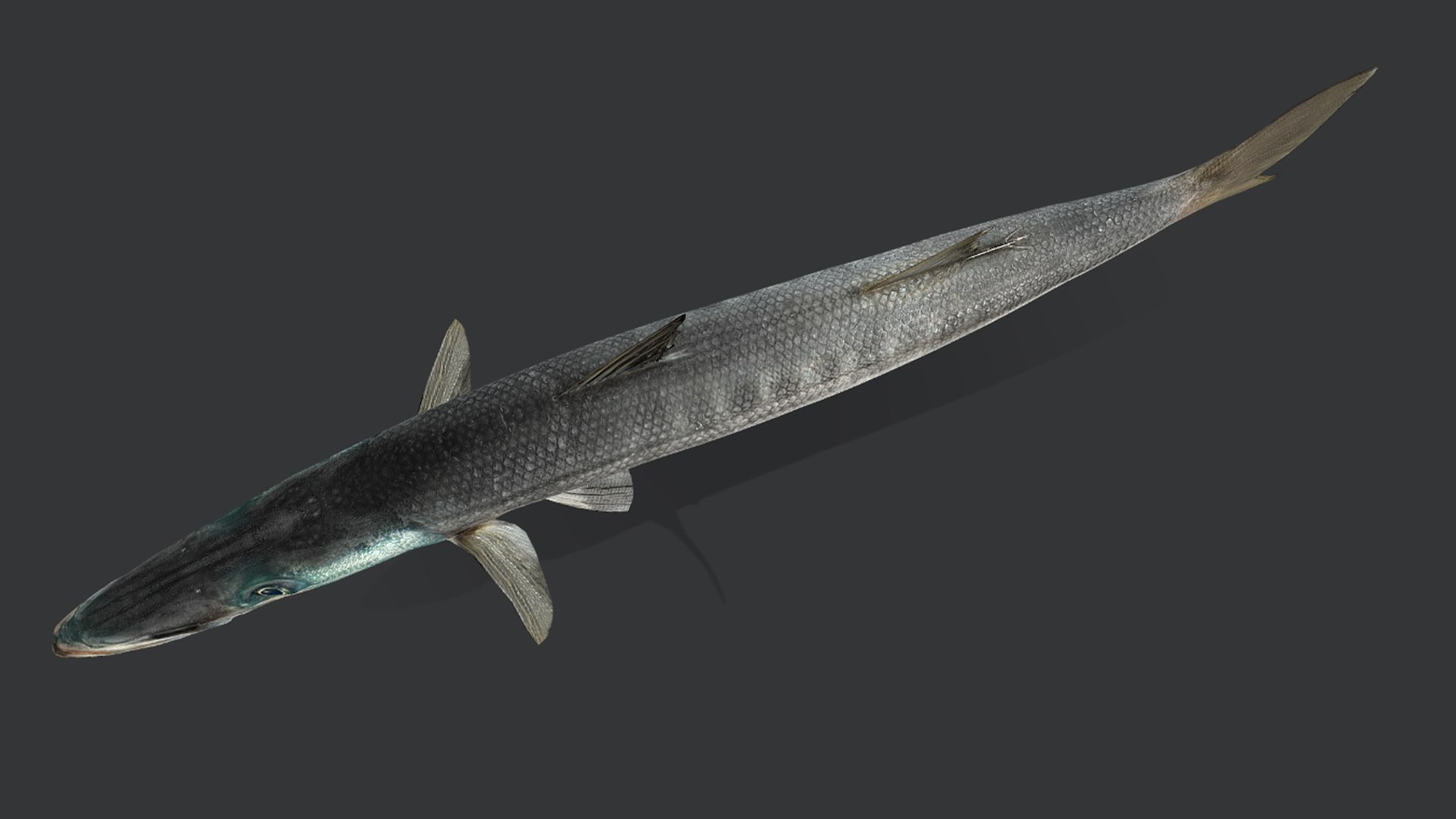 Ocean Fish Collection Animated 3D model https://p.turbosquid.com/ts-thumb/tg/WAOpC0/Dx/barracuda13/png/1790590916/1920x1080/fit_q87/8ca033dc5d75658dfb6844ad992247de0d880afc/barracuda13.jpg
