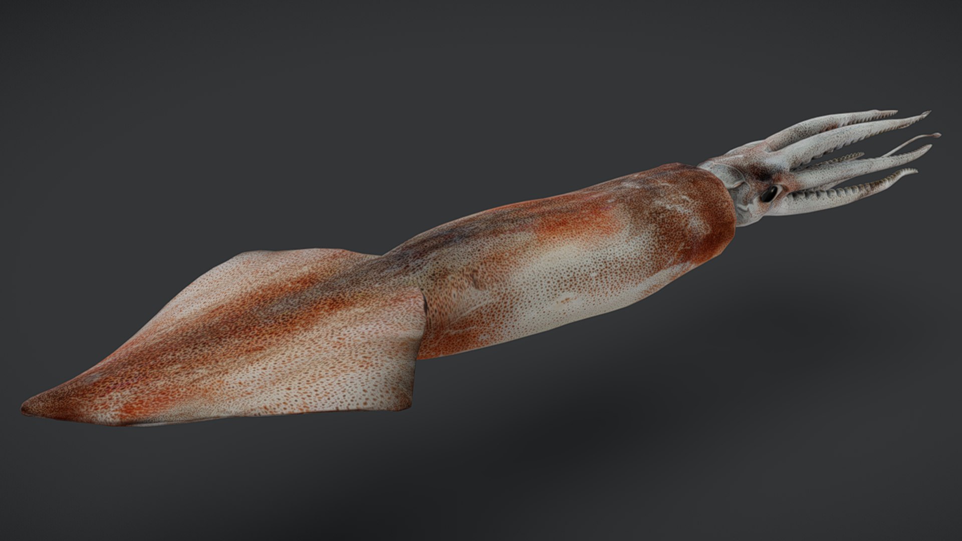 Ocean Fish Collection Animated 3D model https://p.turbosquid.com/ts-thumb/tg/WAOpC0/H1/squid11/png/1790590921/1920x1080/fit_q87/c3ef853078c81721fea046730658abc6bc02e4c5/squid11.jpg
