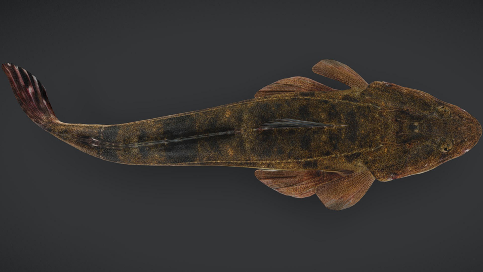 Ocean Fish Collection Animated 3D model https://p.turbosquid.com/ts-thumb/tg/WAOpC0/K3/flatheadfish3/png/1790591294/1920x1080/fit_q87/4a92fd9f4dad72b7b276bb7cb0e1e076e6727845/flatheadfish3.jpg
