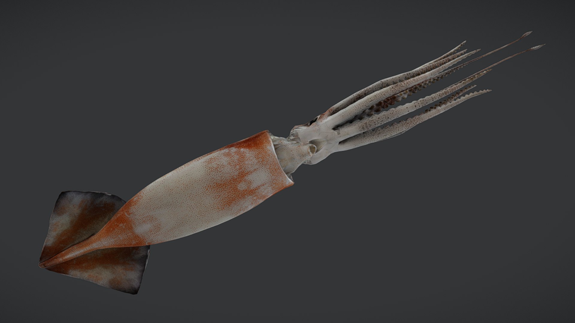 Ocean Fish Collection Animated 3D model https://p.turbosquid.com/ts-thumb/tg/WAOpC0/Nb/squid12/png/1790590921/1920x1080/fit_q87/7ce11c2809409b3c620c4514b2ce555ba9e30b9d/squid12.jpg