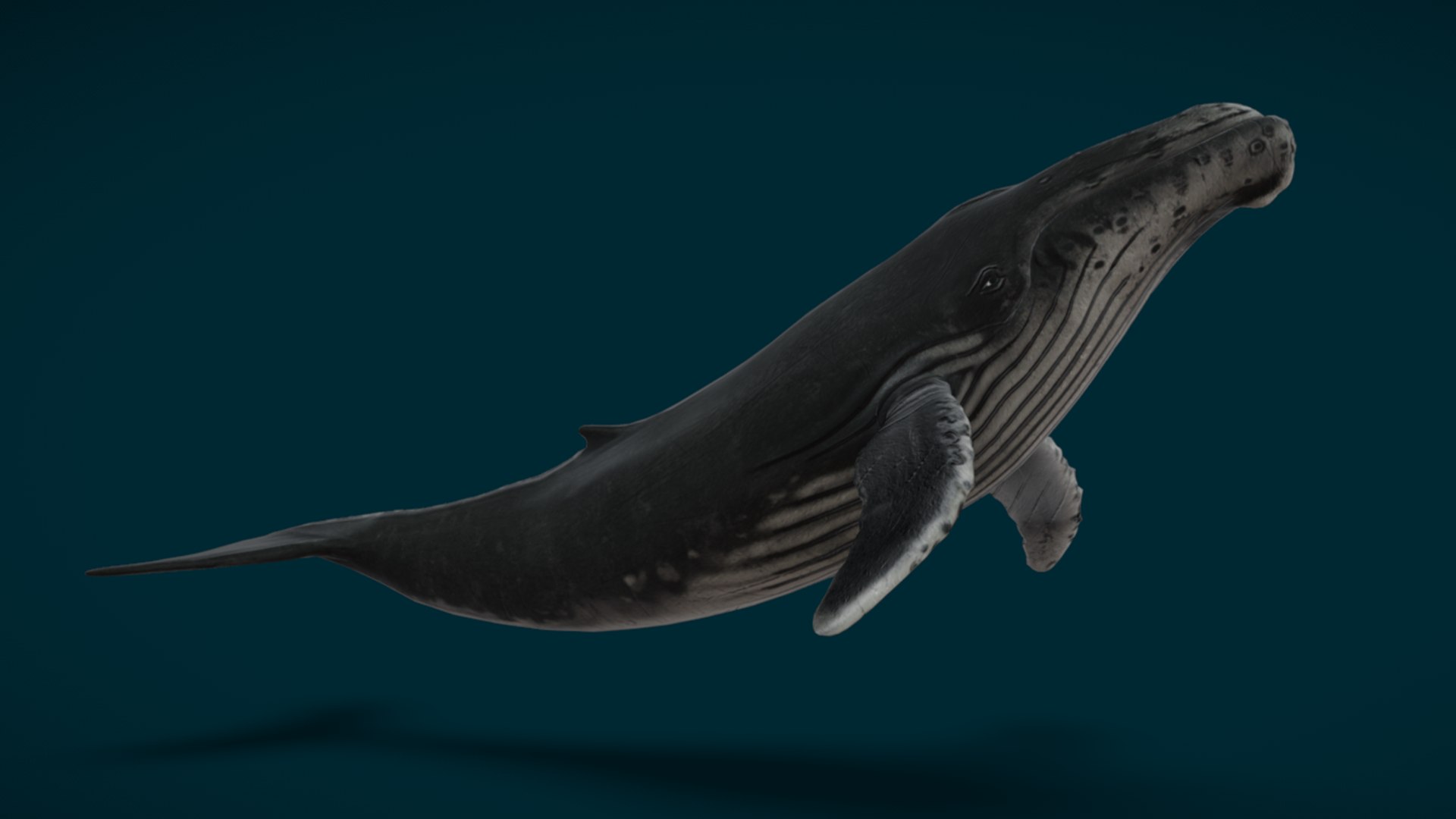 Ocean Fish Collection Animated 3D model https://p.turbosquid.com/ts-thumb/tg/WAOpC0/PH/humpbackwhale1/png/1790590909/1920x1080/fit_q87/c878b32506946d3fedc716d6c537fb4342f29667/humpbackwhale1.jpg