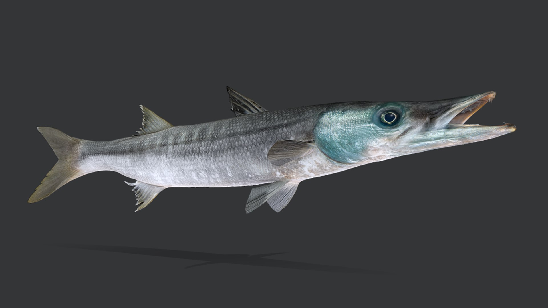 Ocean Fish Collection Animated 3D model https://p.turbosquid.com/ts-thumb/tg/WAOpC0/PT/barracuda1/png/1790590915/1920x1080/fit_q87/7403b8d3011648a64107b8e46900db8ef6ecb072/barracuda1.jpg