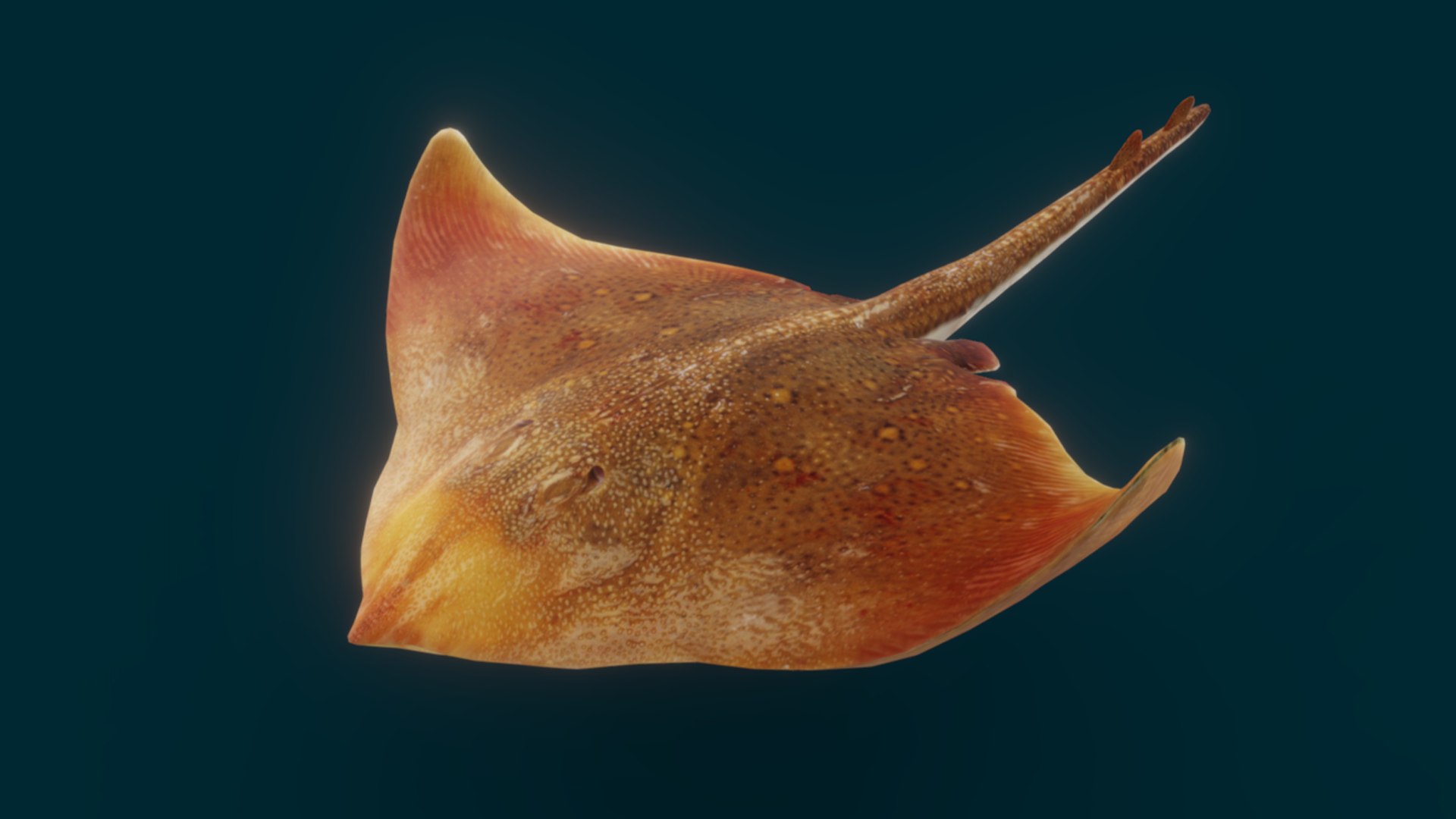 Ocean Fish Collection Animated 3D model https://p.turbosquid.com/ts-thumb/tg/WAOpC0/Rl/ray5/png/1790590912/1920x1080/fit_q87/8b439639d88ee70e38046866eb895e511e596970/ray5.jpg