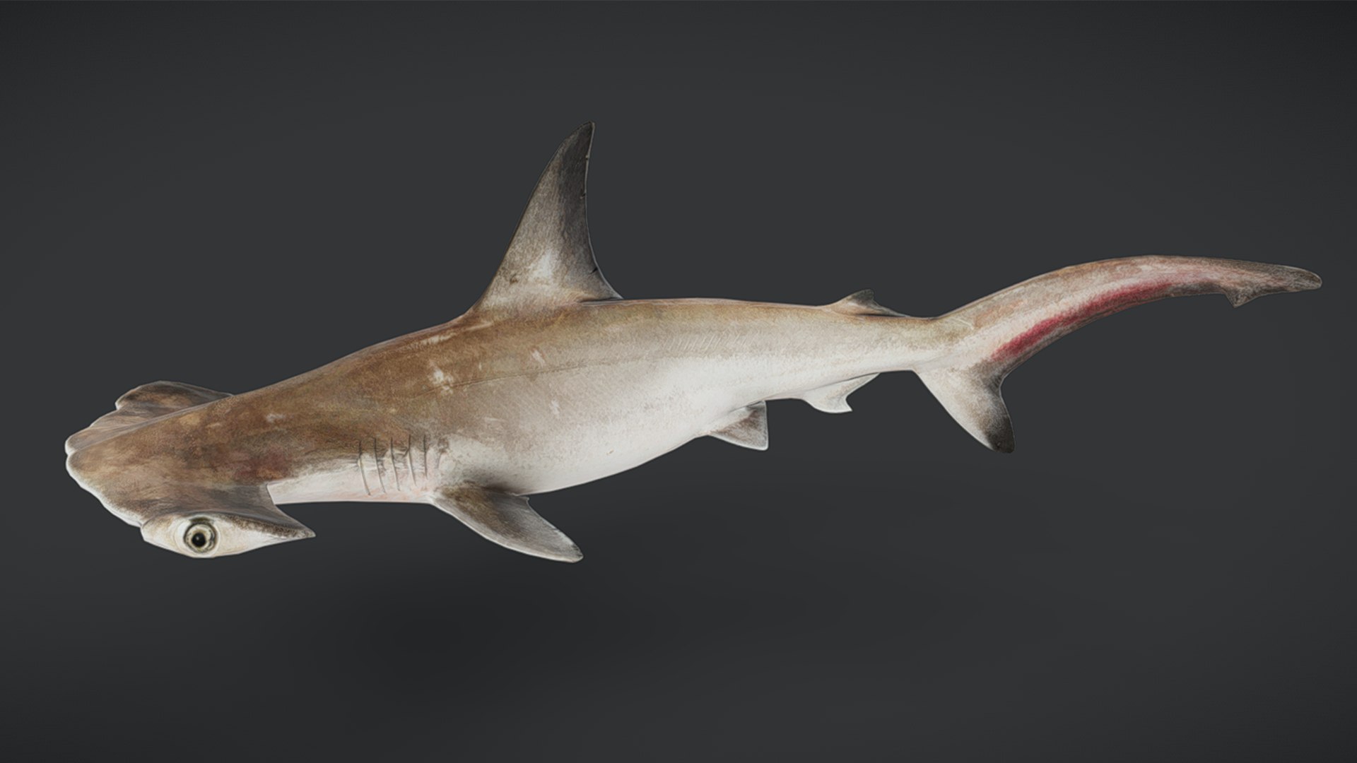 Ocean Fish Collection Animated 3D model https://p.turbosquid.com/ts-thumb/tg/WAOpC0/Sh/scallopedhammerheadshark11/png/1790590919/1920x1080/fit_q87/54a7fb53197e189353f54c8721ce13ef1e7c11eb/scallopedhammerheadshark11.jpg