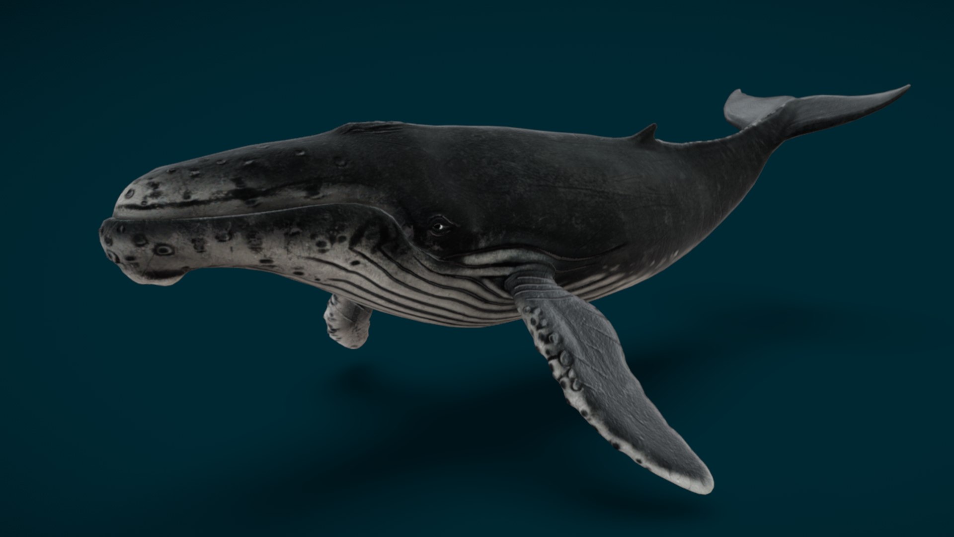 Ocean Fish Collection Animated 3D model https://p.turbosquid.com/ts-thumb/tg/WAOpC0/Th/humpbackwhale3/png/1790590908/1920x1080/fit_q87/14a0737fae598782e4fa1296441ea913ad638e41/humpbackwhale3.jpg