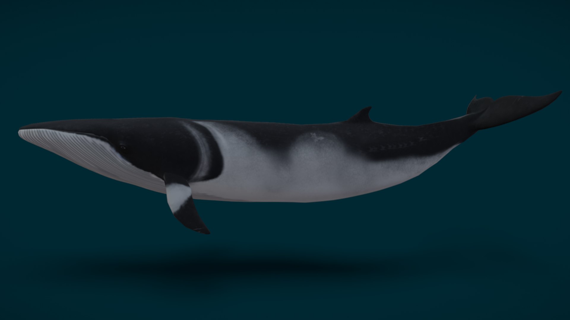 Ocean Fish Collection Animated 3D model https://p.turbosquid.com/ts-thumb/tg/WAOpC0/Xz/minkewhale2/png/1790590901/1920x1080/fit_q87/974a66c0599dde53c46cac395499a38ee0b01127/minkewhale2.jpg