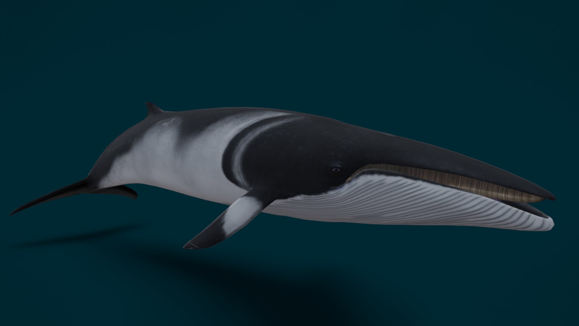 Ocean Fish Collection Animated 3D model https://p.turbosquid.com/ts-thumb/tg/WAOpC0/a2/minkewhale1/png/1790590902/1920x1080/fit_q87/cadd04d66bc2aac6f8c82eec43ac6b618faf3212/minkewhale1.jpg