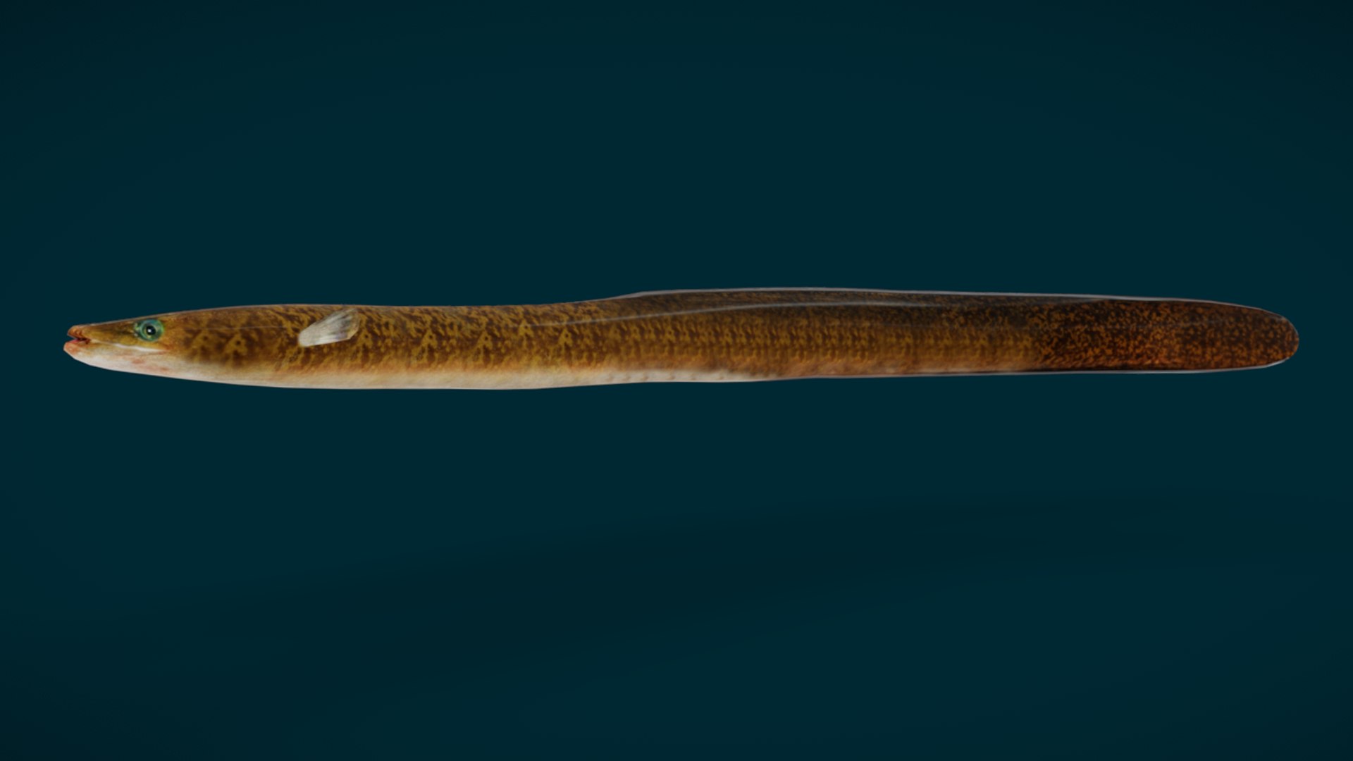 Ocean Fish Collection Animated 3D model https://p.turbosquid.com/ts-thumb/tg/WAOpC0/c5/1/png/1790590911/1920x1080/fit_q87/defc7f006ffa5c0313187f209a8b3523894536f1/1.jpg