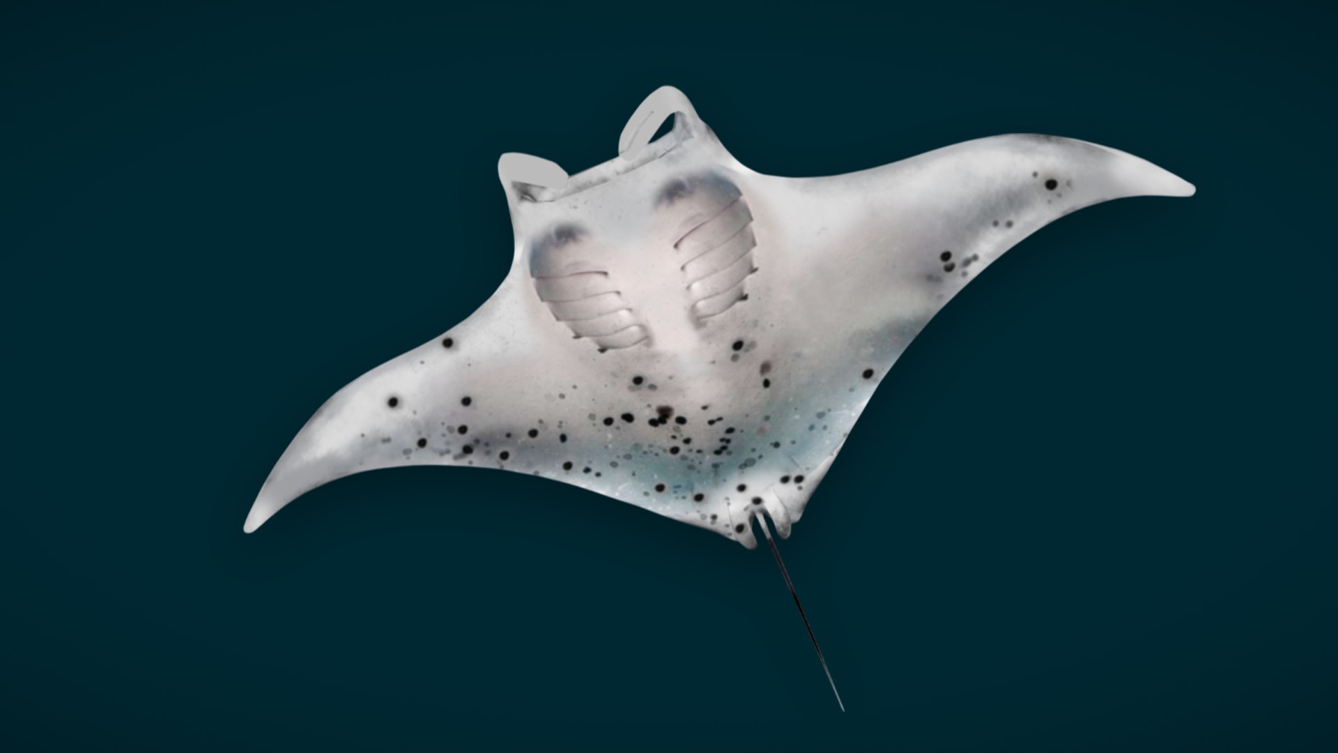 Ocean Fish Collection Animated 3D model https://p.turbosquid.com/ts-thumb/tg/WAOpC0/cI/manta1/png/1790590903/1920x1080/fit_q87/7d321c5ab5e4e9039b52b3edf2635ba590cfc0d5/manta1.jpg