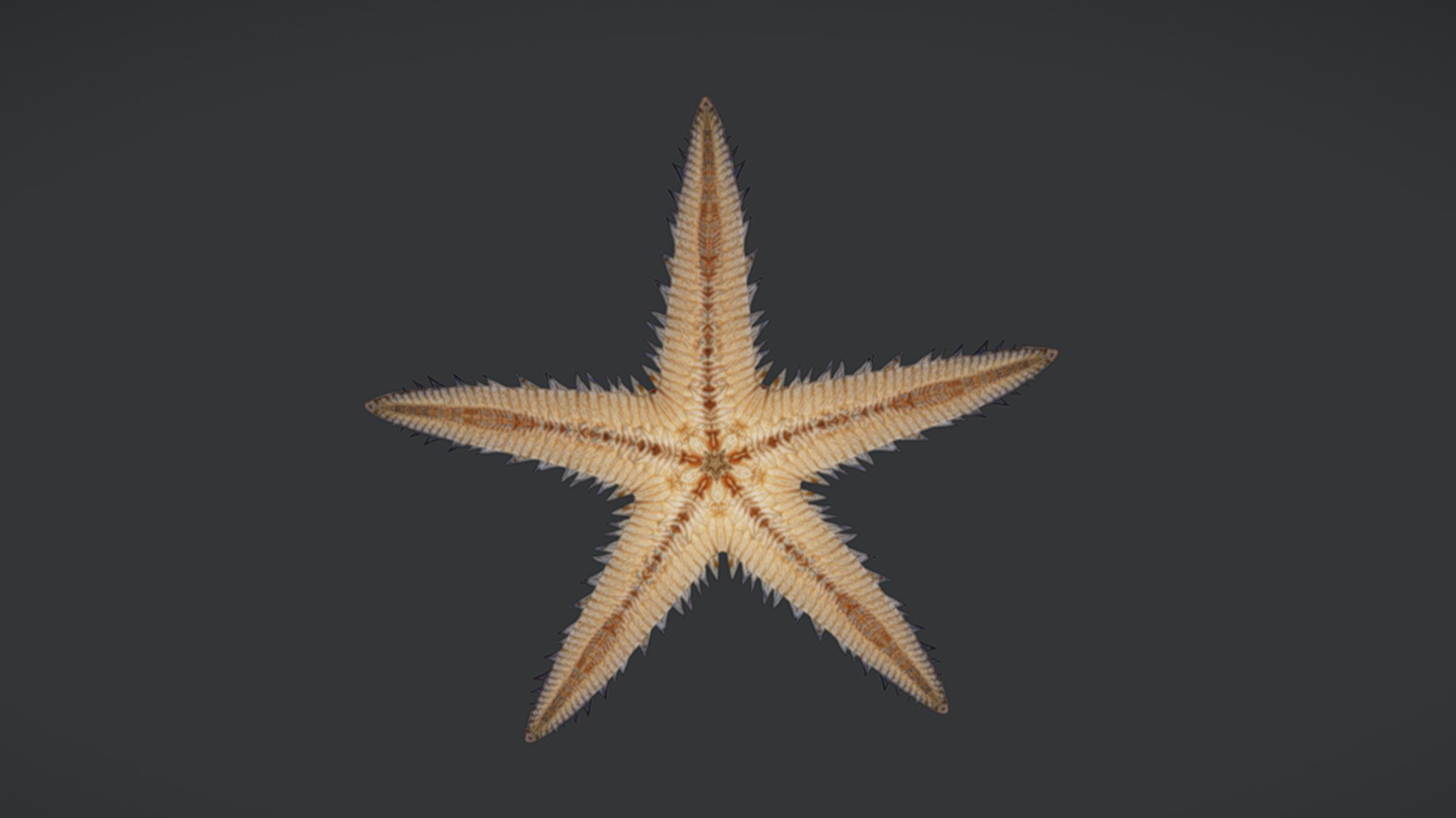 Ocean Fish Collection Animated 3D model https://p.turbosquid.com/ts-thumb/tg/WAOpC0/d7/seastar8/png/1790590918/1920x1080/fit_q87/00be47af97218b65a476113c66f89e226ab970db/seastar8.jpg