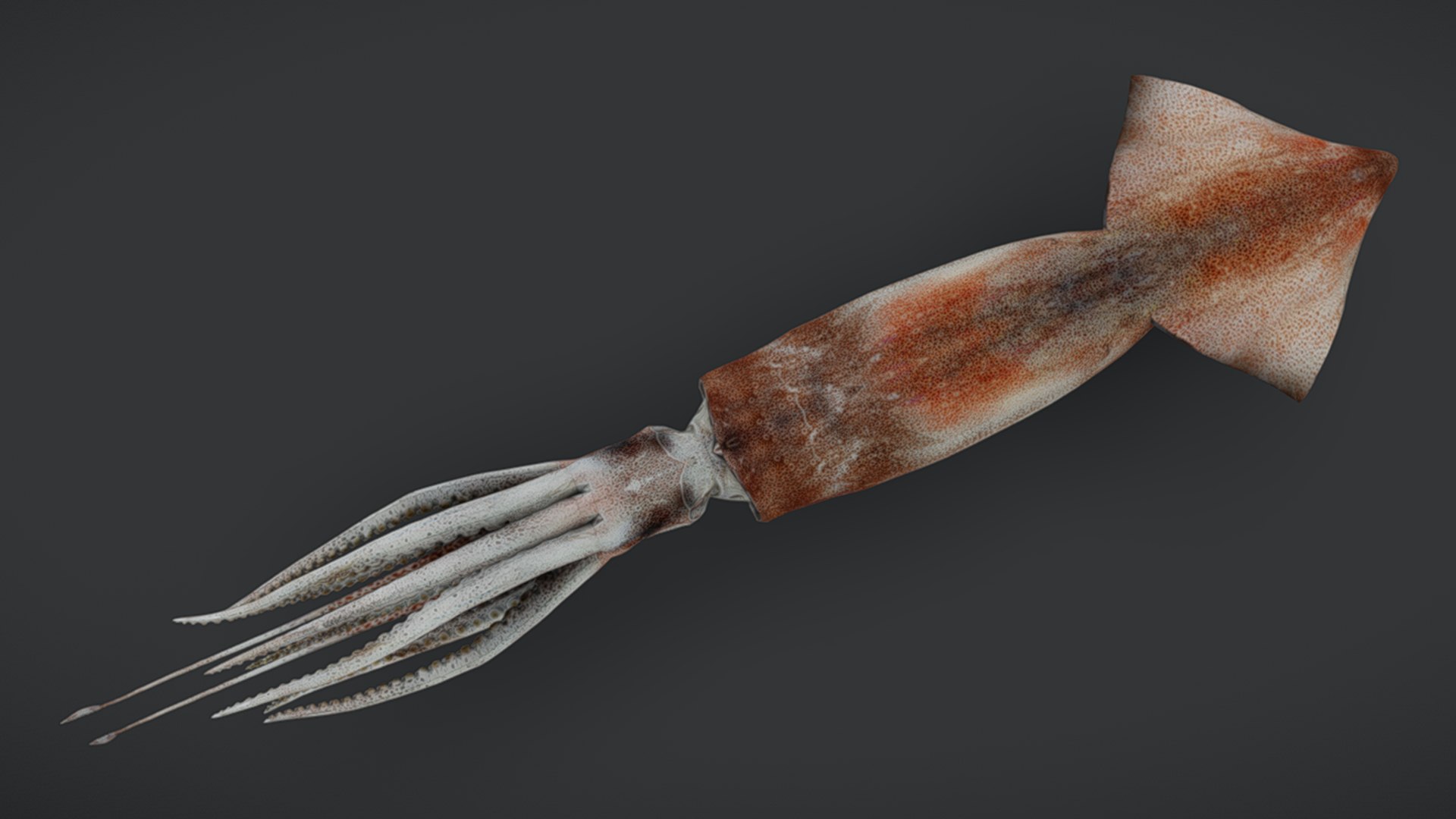 Ocean Fish Collection Animated 3D model https://p.turbosquid.com/ts-thumb/tg/WAOpC0/dK/squid1/png/1790590921/1920x1080/fit_q87/4adbeebf6daea55625ab151c12d8e9eb752329ac/squid1.jpg