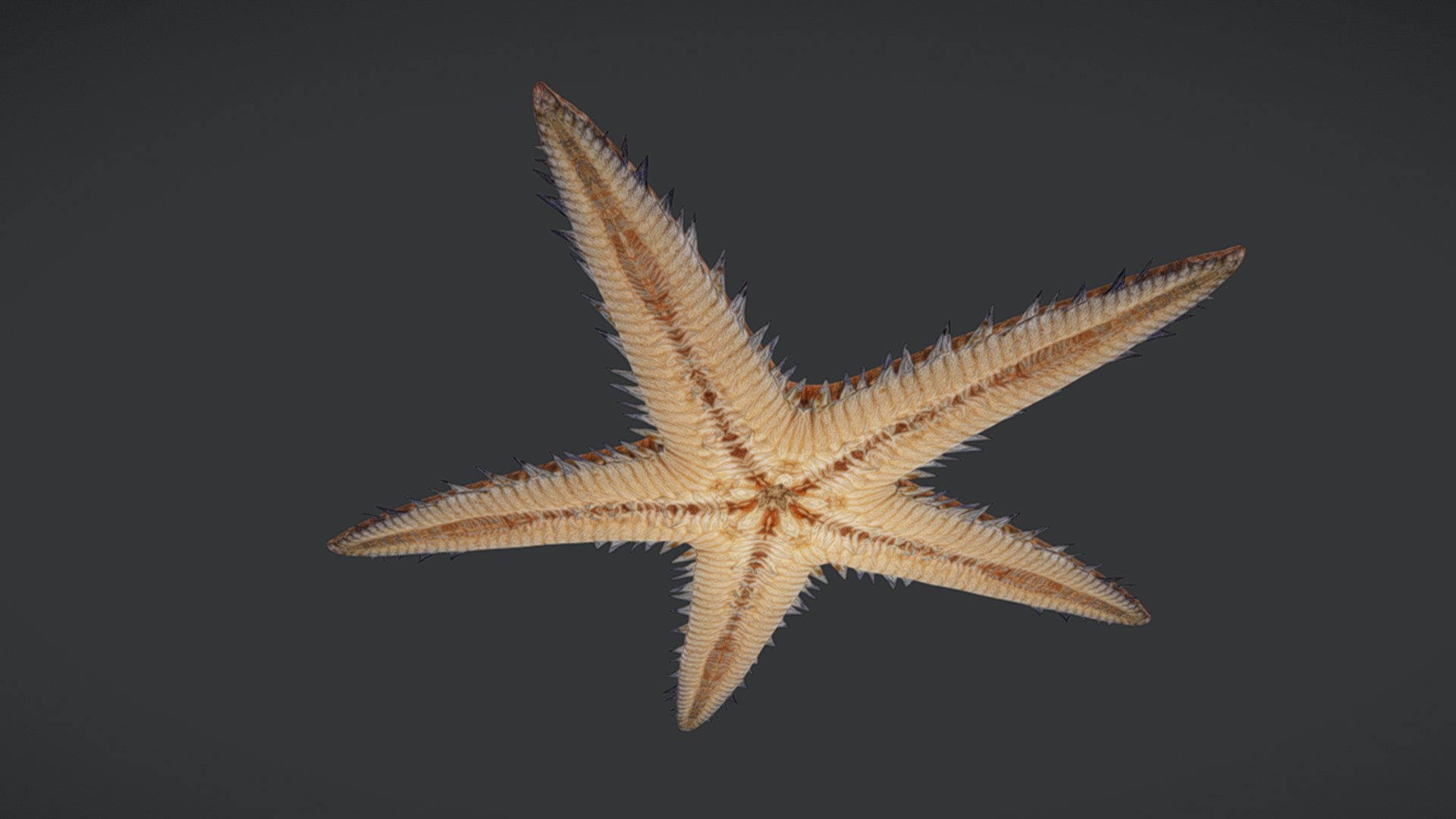 Ocean Fish Collection Animated 3D model https://p.turbosquid.com/ts-thumb/tg/WAOpC0/en/seastar6/png/1790590918/1920x1080/fit_q87/8be880ebe6ad73050645ef189abd07ef8c8f4c14/seastar6.jpg