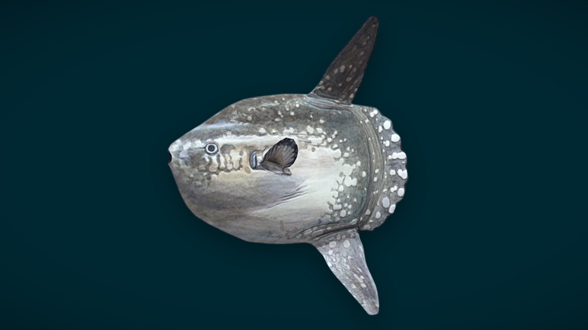 Ocean Fish Collection Animated 3D model https://p.turbosquid.com/ts-thumb/tg/WAOpC0/fI/sunfish/png/1790591341/1920x1080/fit_q87/5061342e036d1db9fb867e14ba5d380771737349/sunfish.jpg
