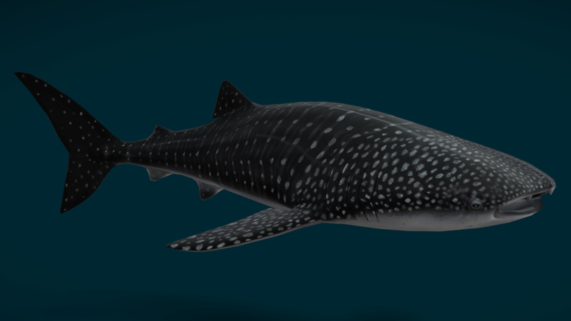 Ocean Fish Collection Animated 3D model https://p.turbosquid.com/ts-thumb/tg/WAOpC0/iD/whale_shark3/png/1790590898/1920x1080/fit_q87/027e828e1d831e6b910c0a51d468420dd672f029/whale_shark3.jpg
