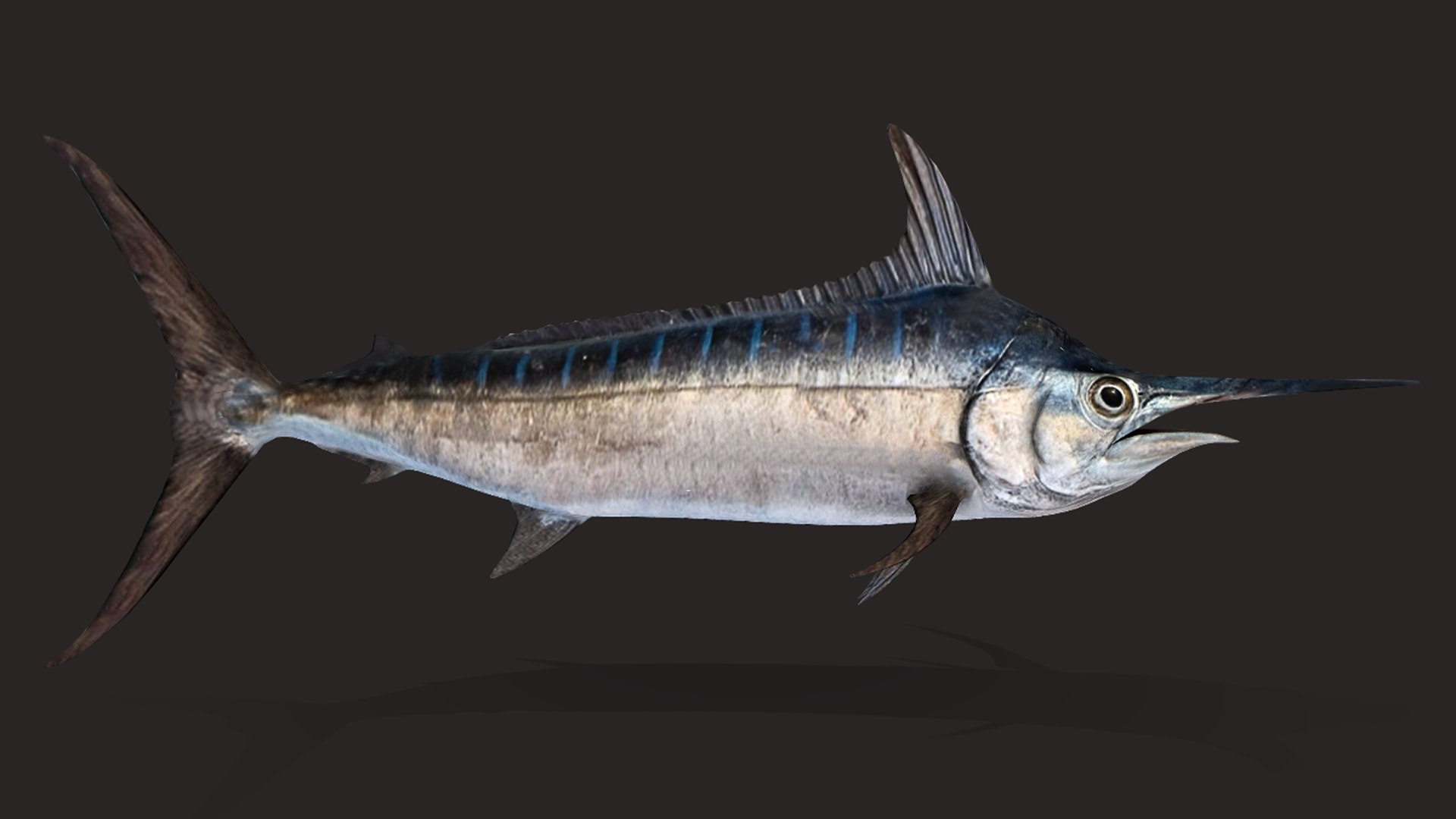 Ocean Fish Collection Animated 3D model https://p.turbosquid.com/ts-thumb/tg/WAOpC0/kW/marlin6/png/1790590914/1920x1080/fit_q87/093710ab186aaa016c7664b304cf136845673aca/marlin6.jpg
