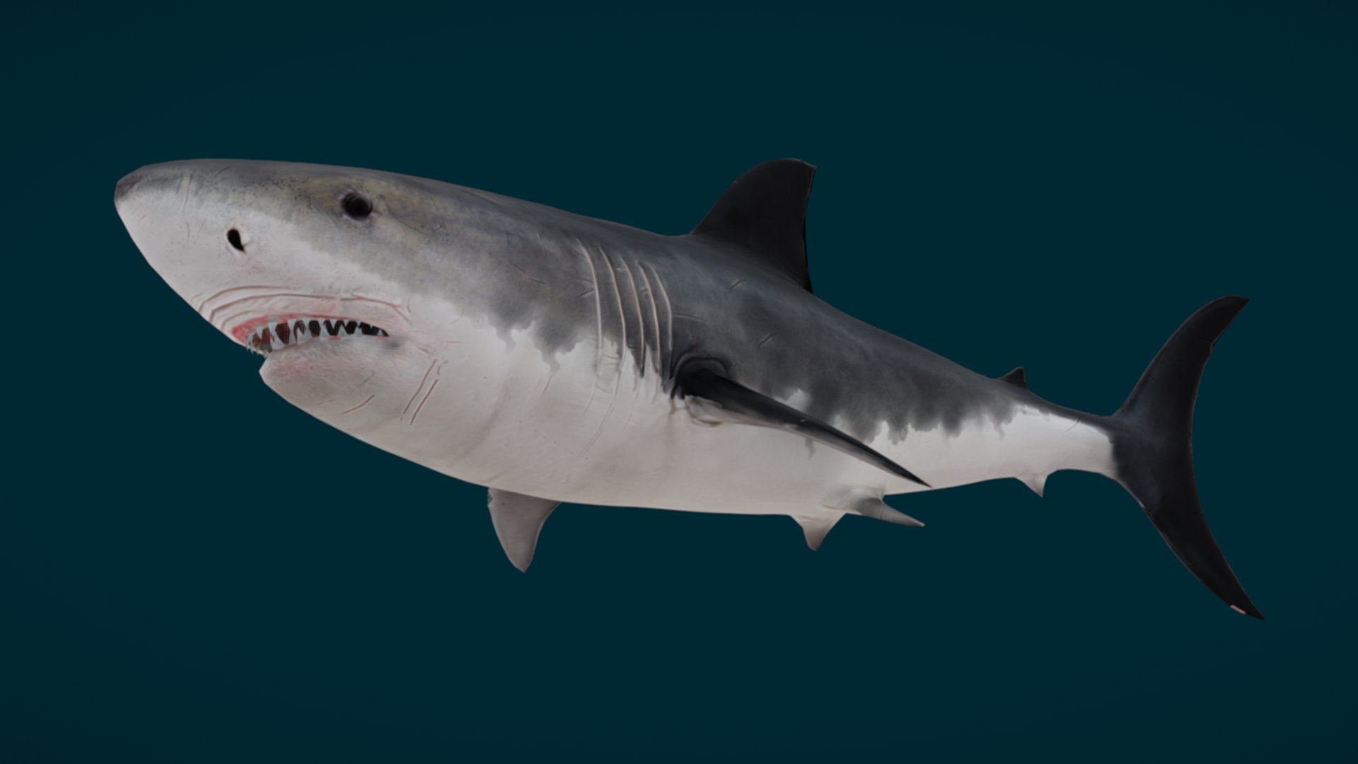 Ocean Fish Collection Animated 3D model https://p.turbosquid.com/ts-thumb/tg/WAOpC0/nq/shark2/png/1790590900/1920x1080/fit_q87/42f7048e39c75ea7e496655411efd9978985aed2/shark2.jpg
