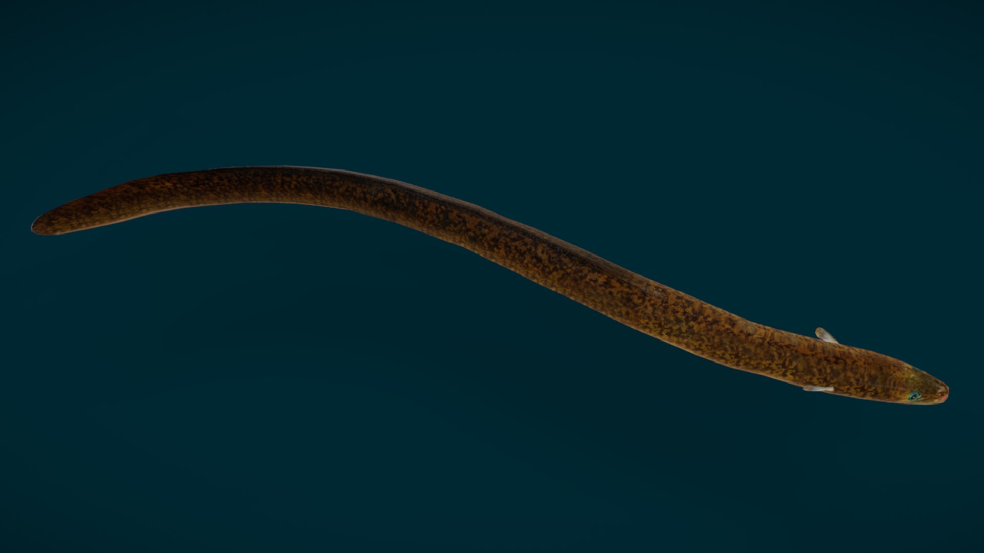 Ocean Fish Collection Animated 3D model https://p.turbosquid.com/ts-thumb/tg/WAOpC0/oS/2/png/1790590910/1920x1080/fit_q87/8742e758c2f5340fa798c54a7dbbbf50bb5bfc2b/2.jpg