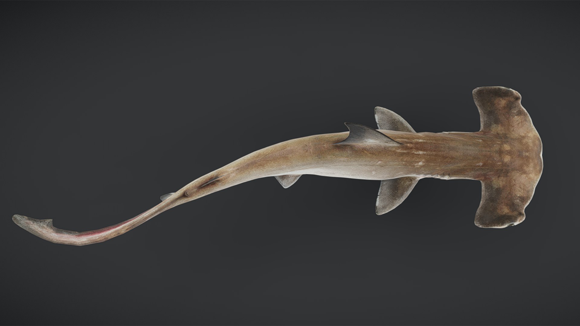 Ocean Fish Collection Animated 3D model https://p.turbosquid.com/ts-thumb/tg/WAOpC0/pK/scallopedhammerheadshark9/png/1790590920/1920x1080/fit_q87/d4b2b5611fc5932ed92b8b1fc3b88954e54d09ce/scallopedhammerheadshark9.jpg