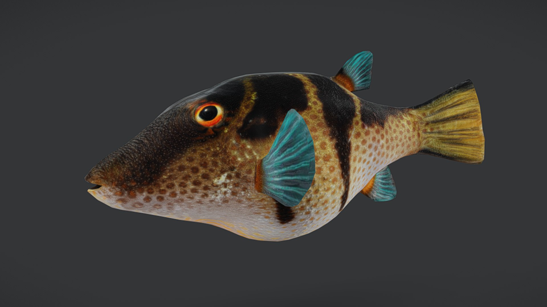 Ocean Fish Collection Animated 3D model https://p.turbosquid.com/ts-thumb/tg/WAOpC0/ri/puffer11/png/1790590924/1920x1080/fit_q87/b4dbcdcd6f7738c3358e75ad6f10603e81f4458a/puffer11.jpg