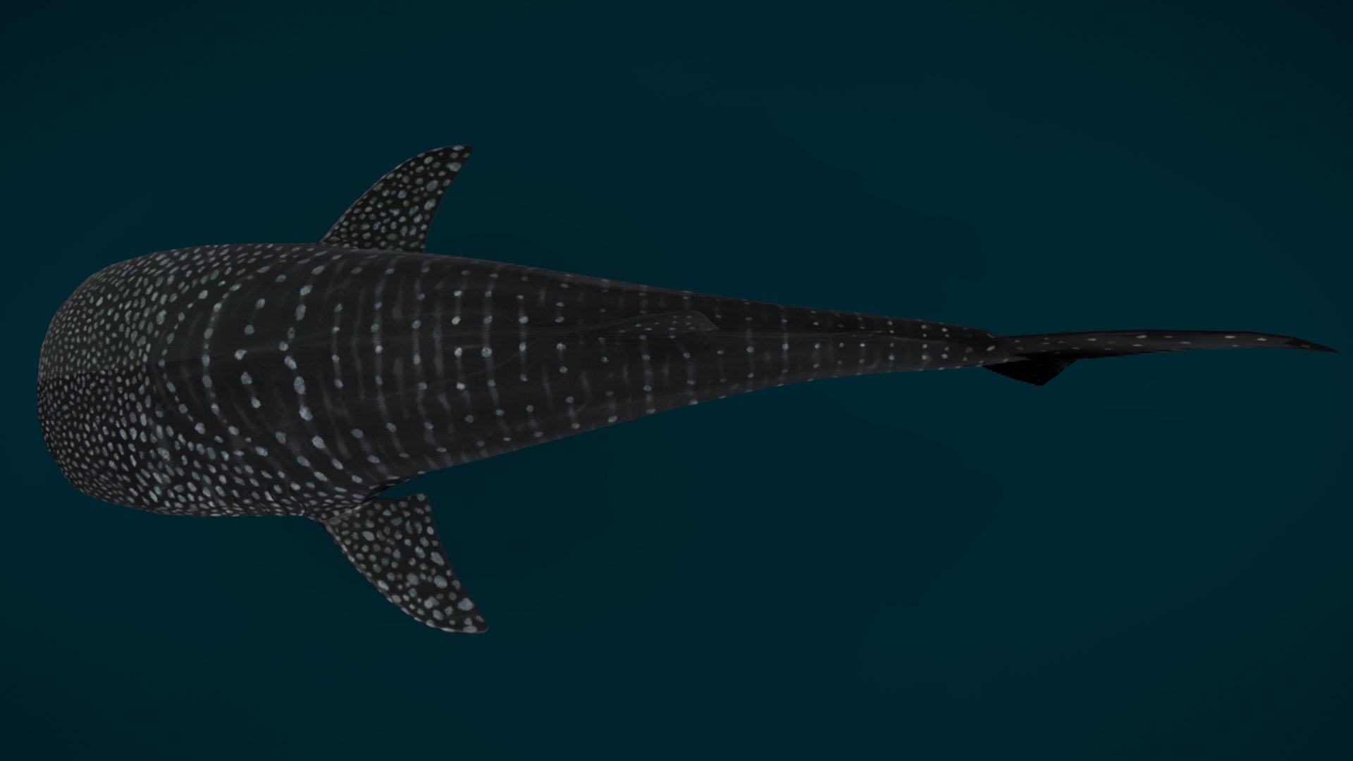 Ocean Fish Collection Animated 3D model https://p.turbosquid.com/ts-thumb/tg/WAOpC0/s3/whale_shark2/png/1790590899/1920x1080/fit_q87/5d8423cf4413a9d14707632f2f6df0c78fd1cfe2/whale_shark2.jpg