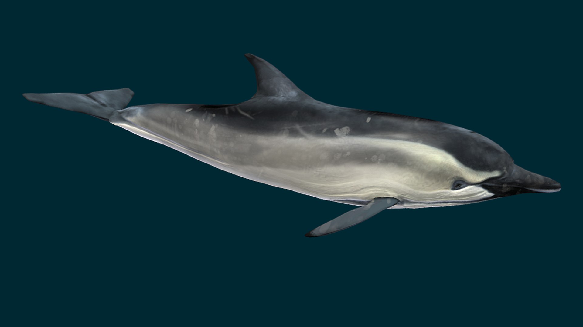Ocean Fish Collection Animated 3D model https://p.turbosquid.com/ts-thumb/tg/WAOpC0/tb/dolphin3/png/1790590908/1920x1080/fit_q87/6143fcd00b5f276c231035db490ae6539554670f/dolphin3.jpg