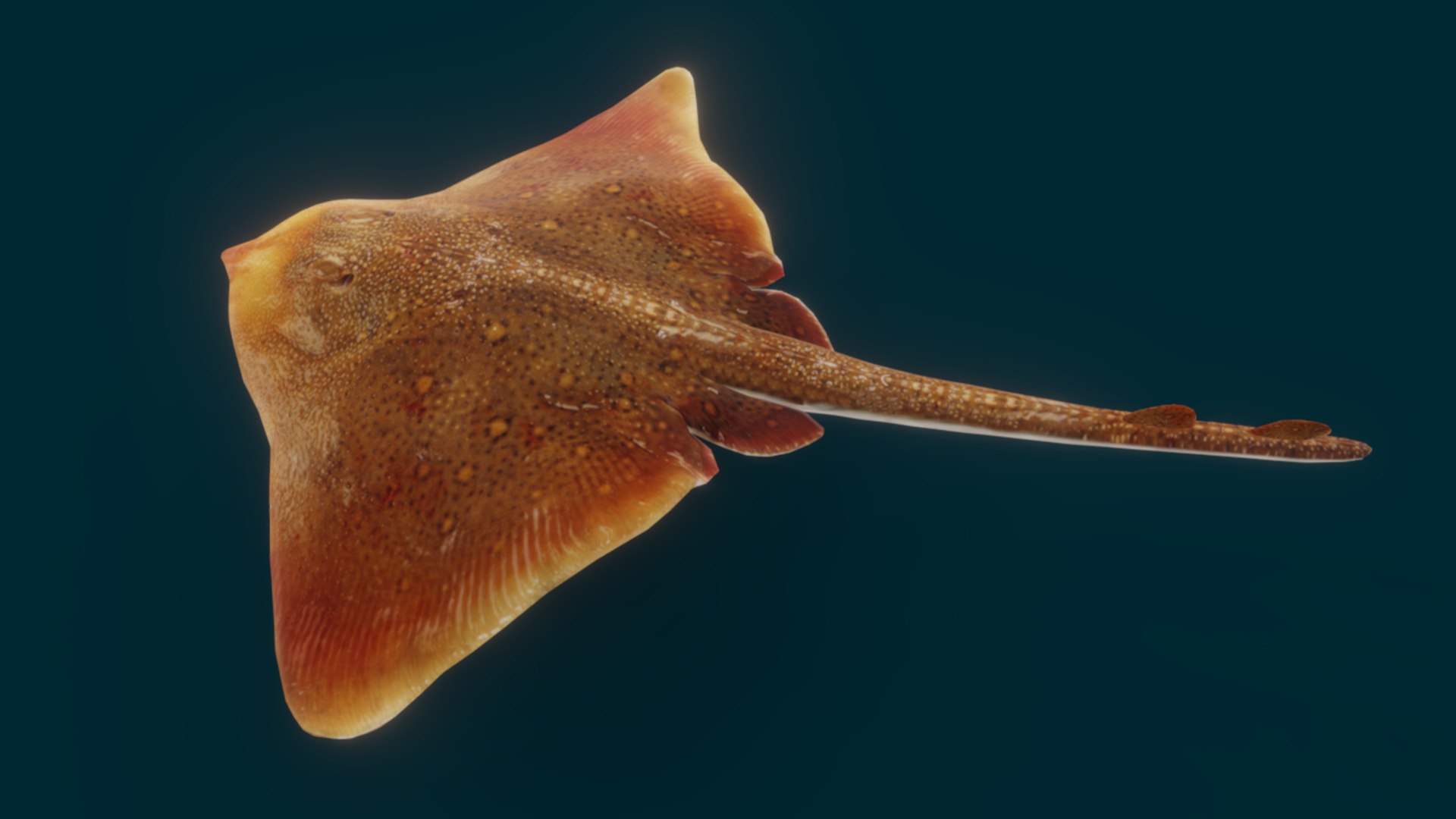 Ocean Fish Collection Animated 3D model https://p.turbosquid.com/ts-thumb/tg/WAOpC0/vM/ray4/png/1790590913/1920x1080/fit_q87/9a5036178d2ca35c747b5e3da15f8acf8da63d9d/ray4.jpg